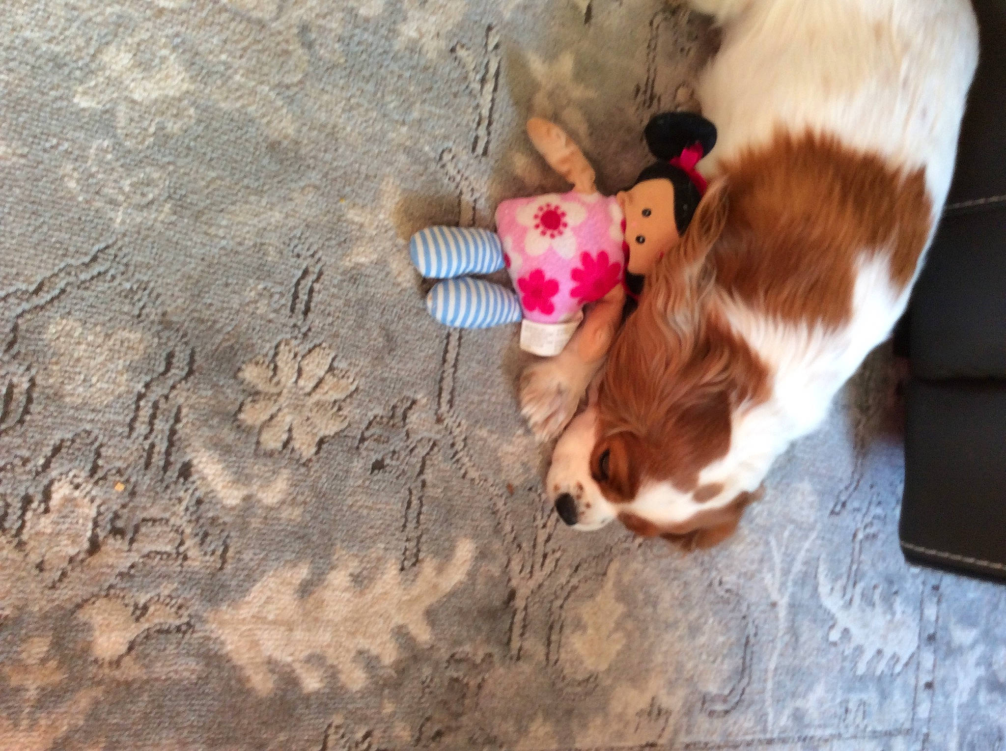 Penelope B joined the competition — help win amazing prizes! canidae, carnivore, companion_dog, dog, dog_breed, dog_collar, dog_supply, fawn, fun, fur, non_sporting_group, pet_supply, snout, soil, sporting_group, tail, toy_dog, whiskers, wood, working_animal