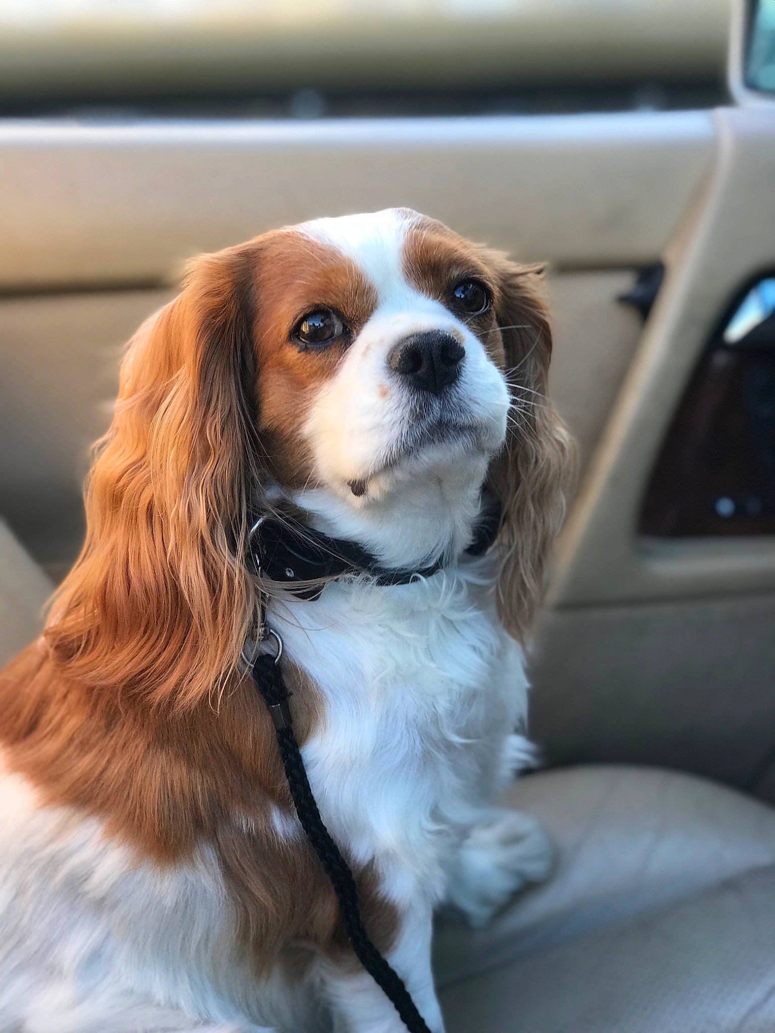 Penelope B is registered to the contest to win money with this photo: automotive_mirror, canidae, car, carnivore, cavalier_king_charles_spaniel, companion_dog, dog, dog_breed, fawn, fur, king_charles_spaniel, liver, motor_vehicle, snout, sporting_group, toy_dog, vehicle, vehicle_door, whiskers, working_animal
