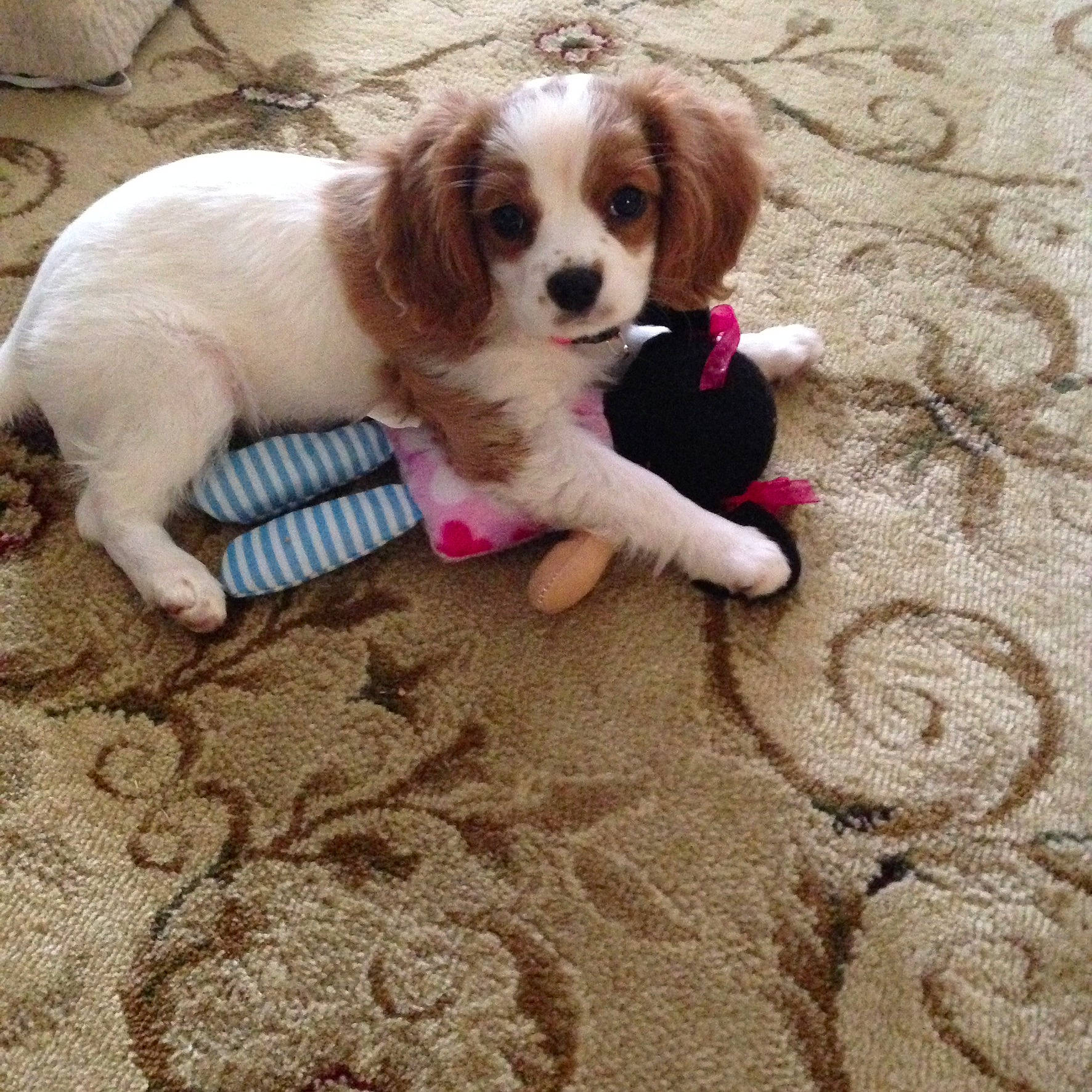 Penelope B joined the competition — help win amazing prizes! canidae, carnivore, cavalier_king_charles_spaniel, companion_dog, dog, dog_breed, dog_supply, fawn, flooring, fur, liver, papillon, paw, puppy_love, snout, spaniel, sporting_group, tail, toy_dog, wood