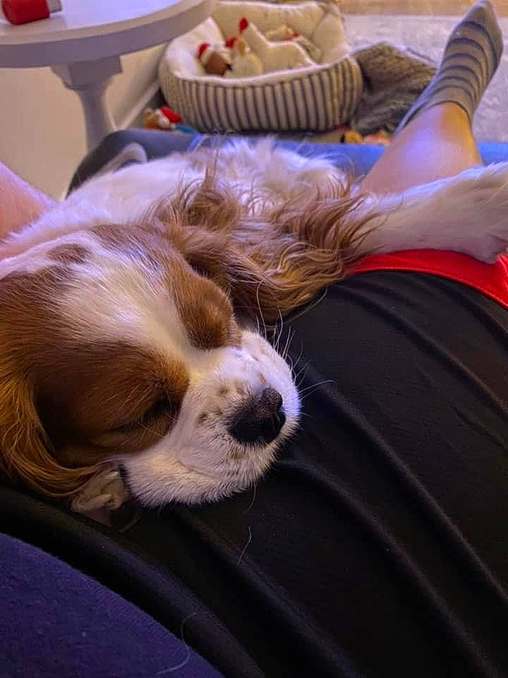 Penelope B is registered to the contest to win money with this photo: canidae, carnivore, comfort, companion_dog, dog, dog_breed, eyewear, fawn, fur, human_leg, lap, mammal, nap, snout, spaniel, sporting_group, tableware, toy_dog, vertebrate, whiskers