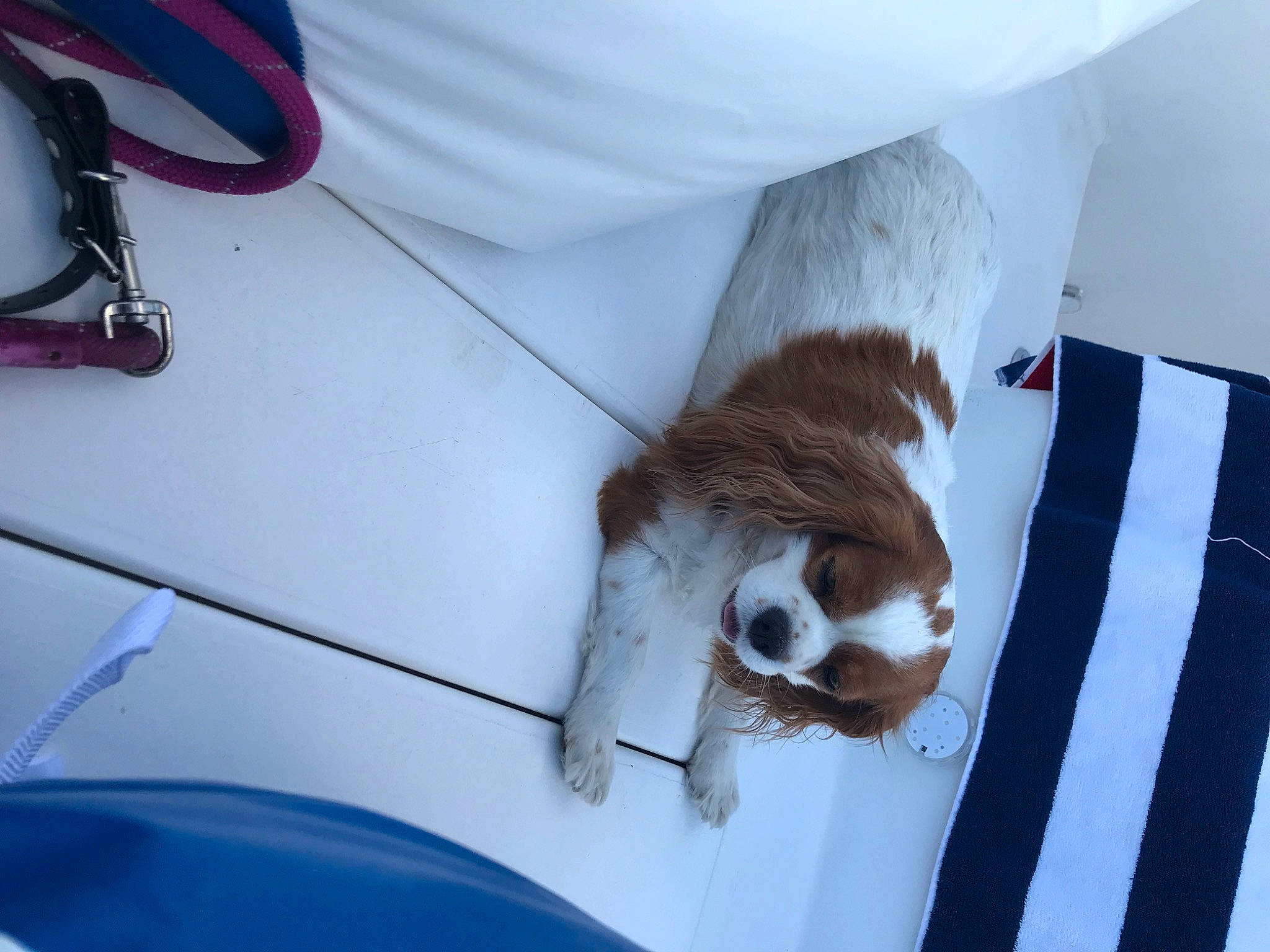 Penelope is registered to the contest to win money with this photo: automotive_exterior, automotive_lighting, carnivore, comfort, companion_dog, dog, dog_breed, fawn, felidae, fender, fur, hood, small_to_medium_sized_cats, snout, sporting_group, tail, trunk, vehicle_door, window, windshield