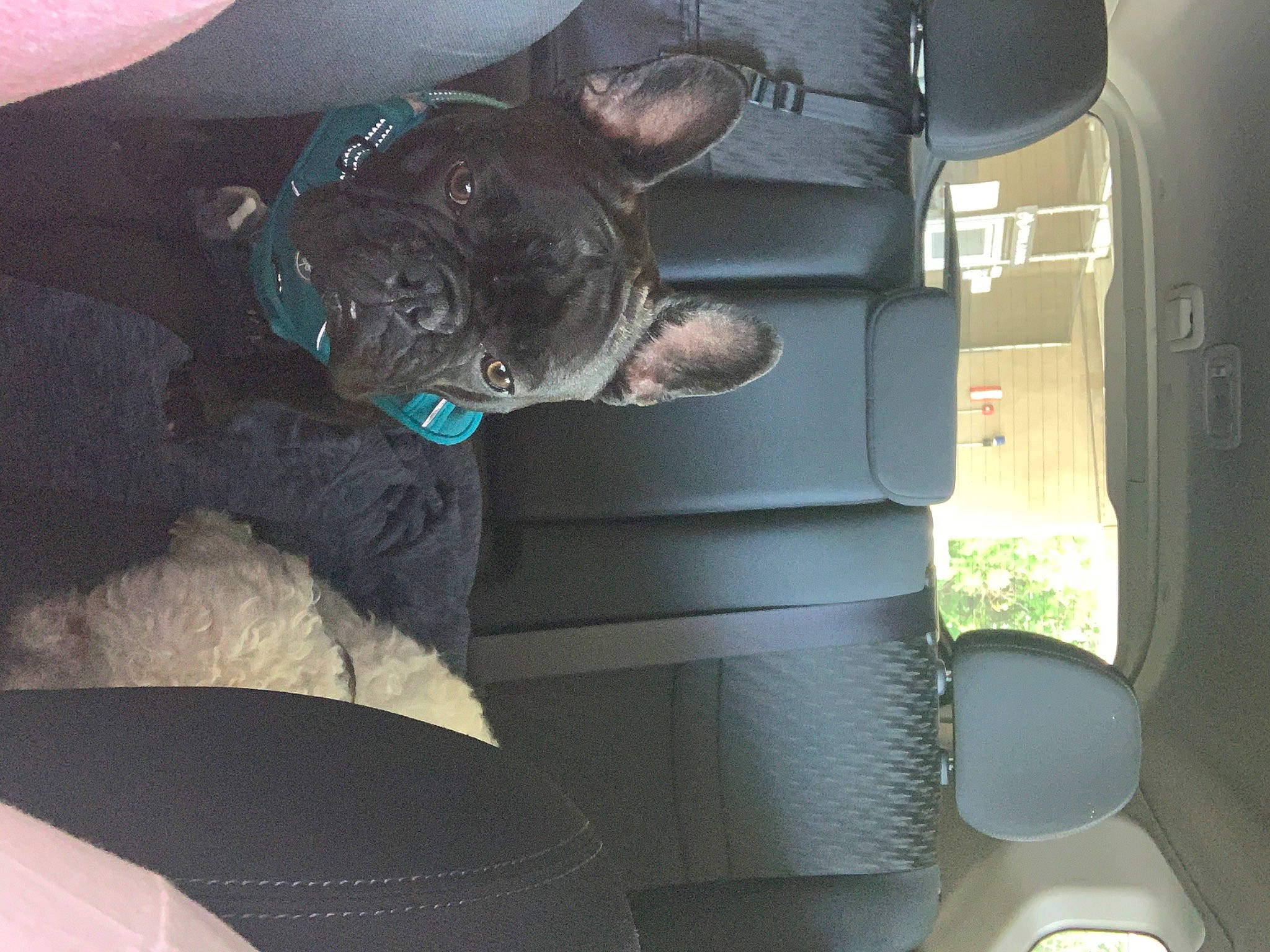 Gronk joined the competition — help win amazing prizes! canidae, carnivore, companion_dog, dog, french_bulldog, guard_dog, non_sporting_group, sporting_group