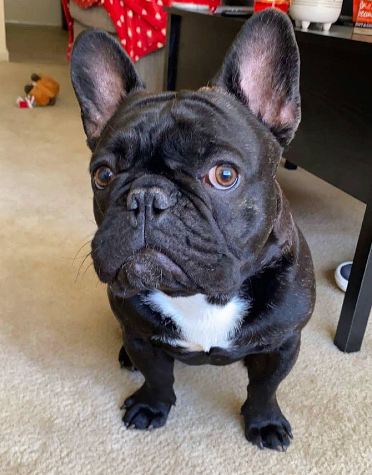 Gronk joined the competition — help win amazing prizes! bulldog, canidae, carnivore, companion_dog, dog, dog_breed, dog_collar, fawn, french_bulldog, mammal, molosser, non_sporting_group, old_english_bulldog, olde_english_bulldogge, puppy, rare_breed_dog, skin, snout, toy_bulldog, vertebrate