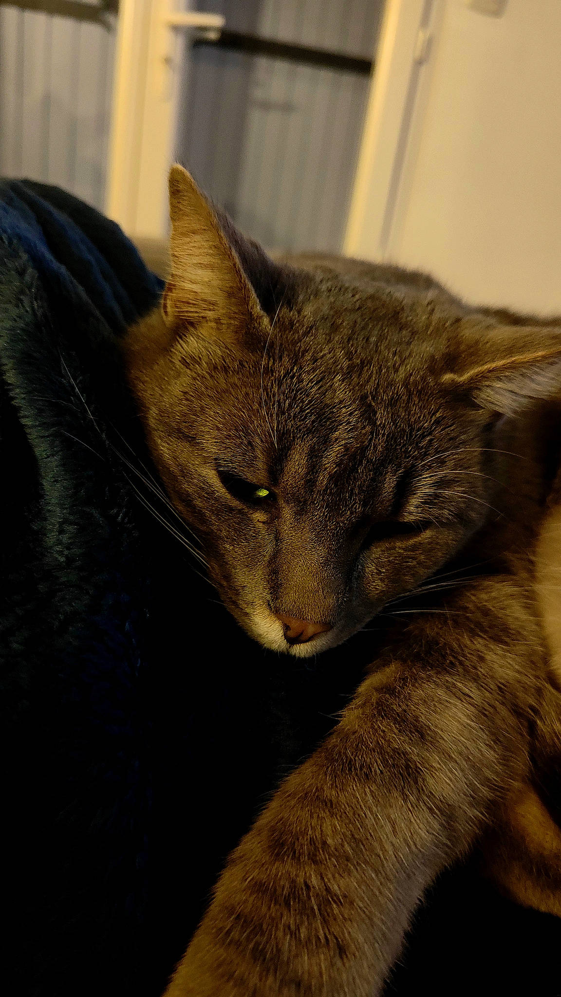 Gus participe au concours pour gagner de l'argent avec cette photo : carnivore, cat, claw, comfort, domestic_short_haired_cat, felidae, fur, grey, paw, russian_blue, small_to_medium_sized_cats, snout, tail, terrestrial_animal, whiskers, wildlife