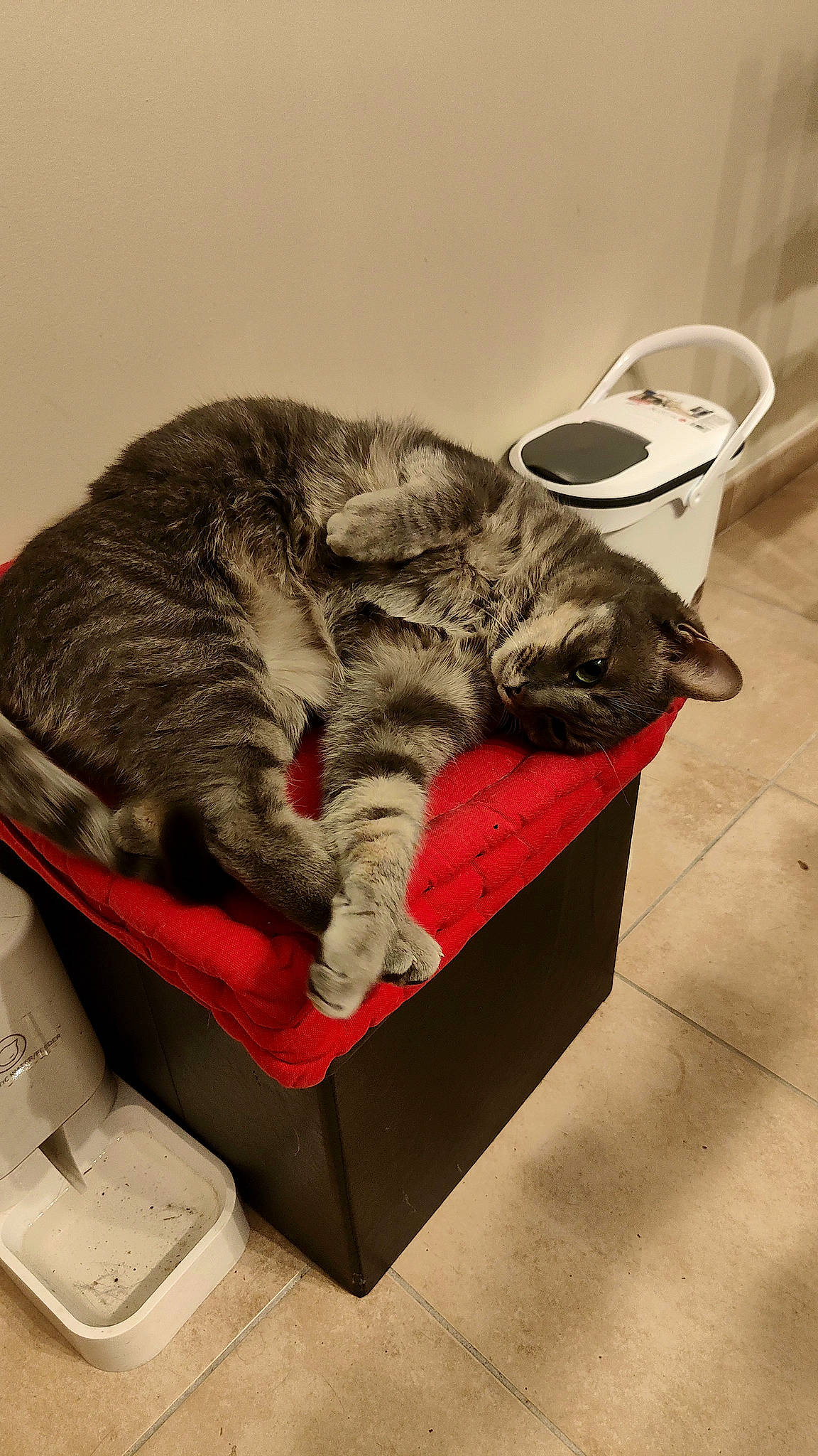 Gus a rejoint le concours — aidez-le/la à gagner de superbes lots ! box, carnivore, cat, cat_supply, comfort, domestic_short_haired_cat, felidae, flooring, fur, nap, paw, pet_supply, sitting, sleep, small_to_medium_sized_cats, tail, whiskers