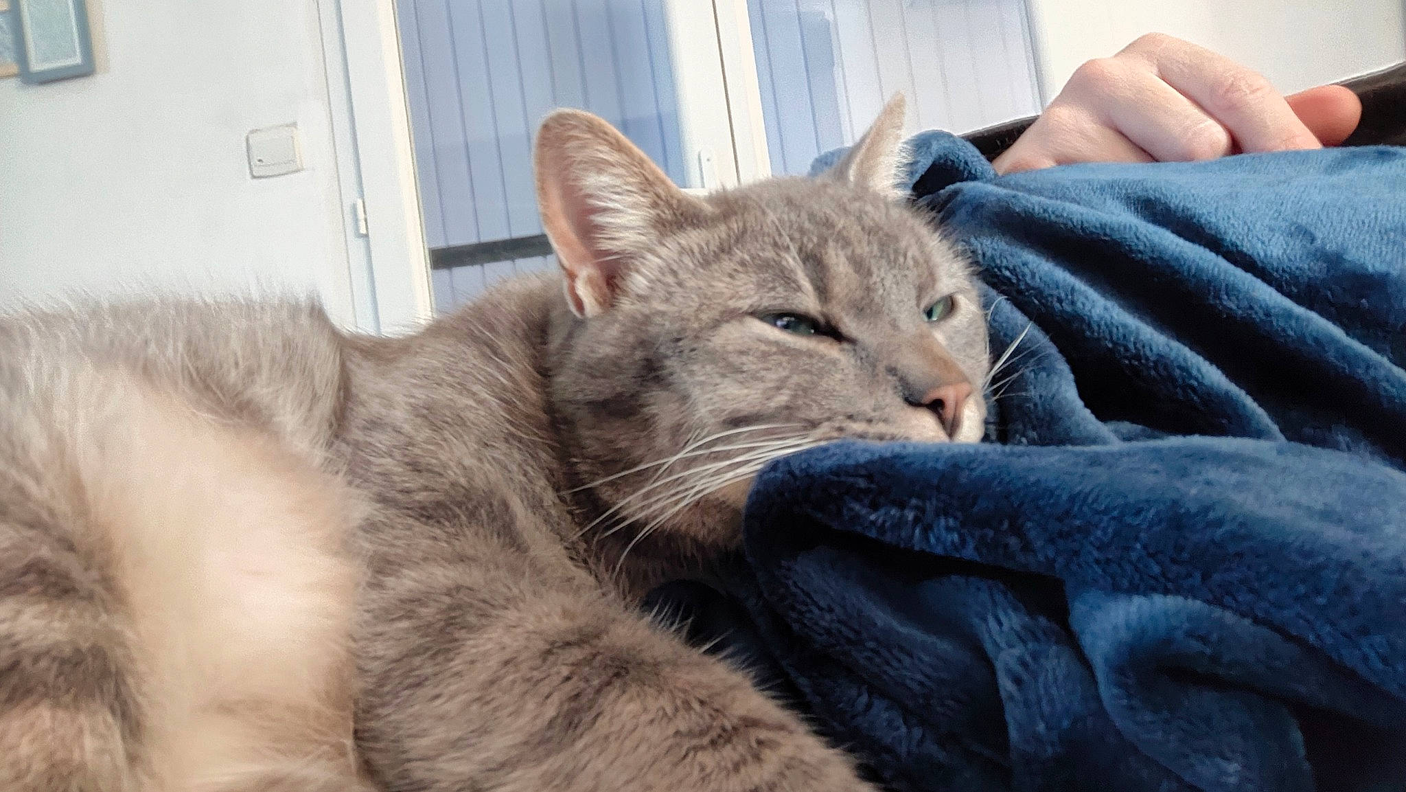 Gus a rejoint le concours — aidez-le/la à gagner de superbes lots ! carnivore, cat, chartreux, claw, comfort, domestic_short_haired_cat, felidae, fur, grey, nap, sitting, sleep, small_to_medium_sized_cats, snout, tail, terrestrial_animal, whiskers, window