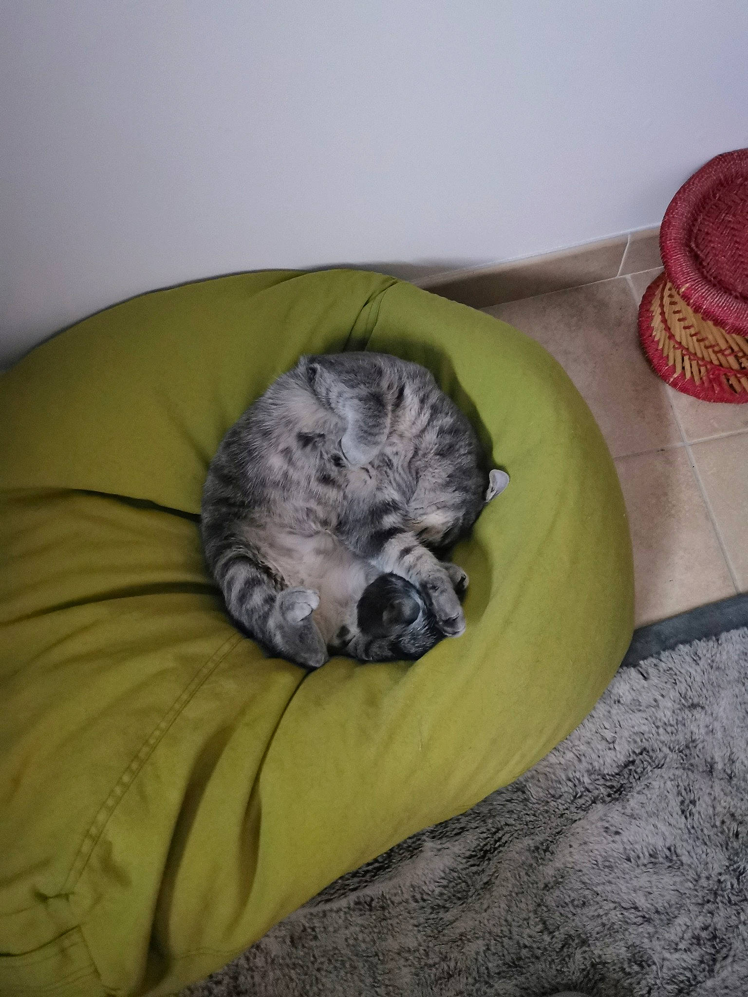 Gus participe au concours pour gagner de l'argent avec cette photo : bean_bag, canidae, carnivore, comfort, companion_dog, couch, dog, dog_breed, dog_supply, felidae, fur, pet_supply, serveware, small_to_medium_sized_cats, sporting_group, studio_couch, tableware, tail, terrestrial_animal, whiskers