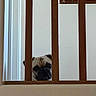 Pookie is registered to the contest to win money with this photo: dog, pug, pet, animal, face, muzzle, wrinkles, eyes, ears, peeking, indoors, railing, wood, balustrade, window, blinds, home, portrait, cute, funny