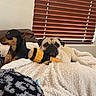 Pookie joined the competition — help win amazing prizes! dogs, pug, black_and_tan_dog, pet, animal, two_dogs, dog_face, indoors, bed, blanket, fluffy_blanket, plush_toy, bee_toy, wooden_blinds, window, cozy, sleeping, sitting, portrait, home