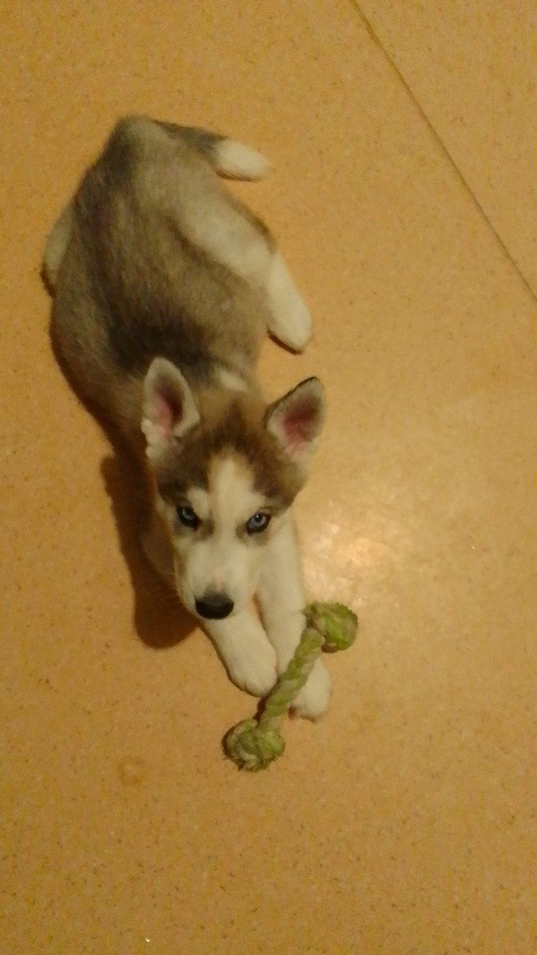 Pango participe au concours pour gagner de l'argent avec cette photo : canidae, carnivore, companion_dog, dog, dog_breed, eye, fawn, flooring, foot, fur, non_sporting_group, paw, snout, sporting_group, tail, terrestrial_animal, whiskers, working_animal, working_dog