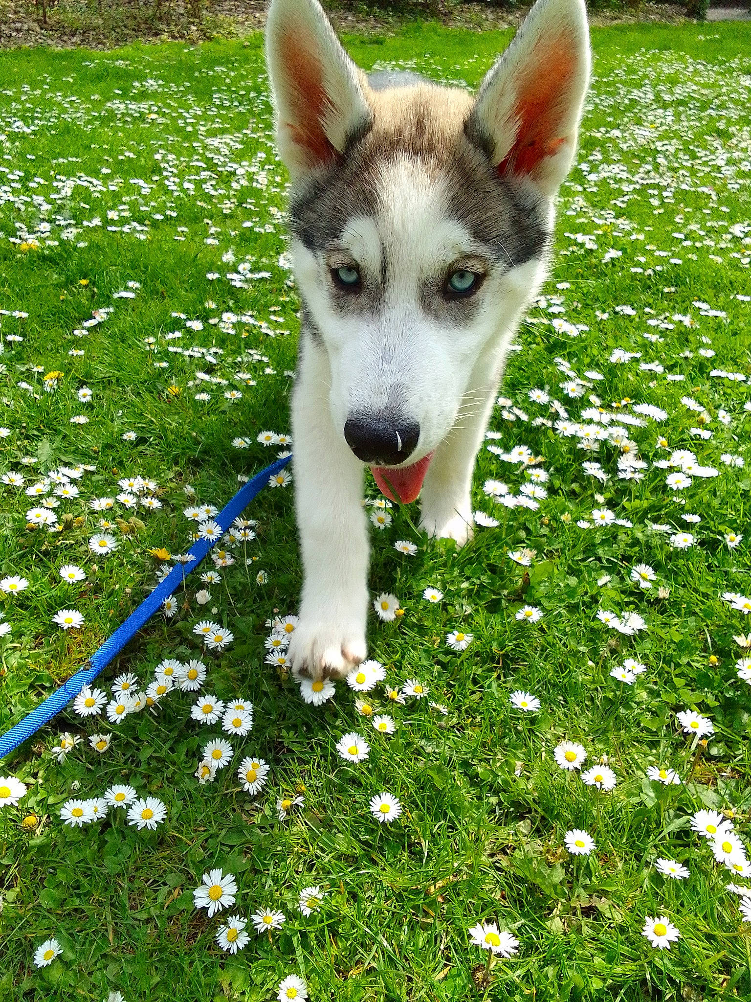 Pango a rejoint le concours — aidez-le/la à gagner de superbes lots ! annual_plant, canidae, carnivore, companion_dog, dog, dog_breed, flower, grass, grassland, green, groundcover, herding_dog, lawn, people_in_nature, petal, plant, terrestrial_animal, whiskers, working_animal, working_dog