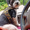 Bandit is registered to the contest to win money with this photo: animal, black_and_white, camouflage_vest, canine, car, companion, curious, daylight, dog, fur, greenery, interior, looking_back, outdoor, pet, seat, sitting, steering_wheel, vehicle, window