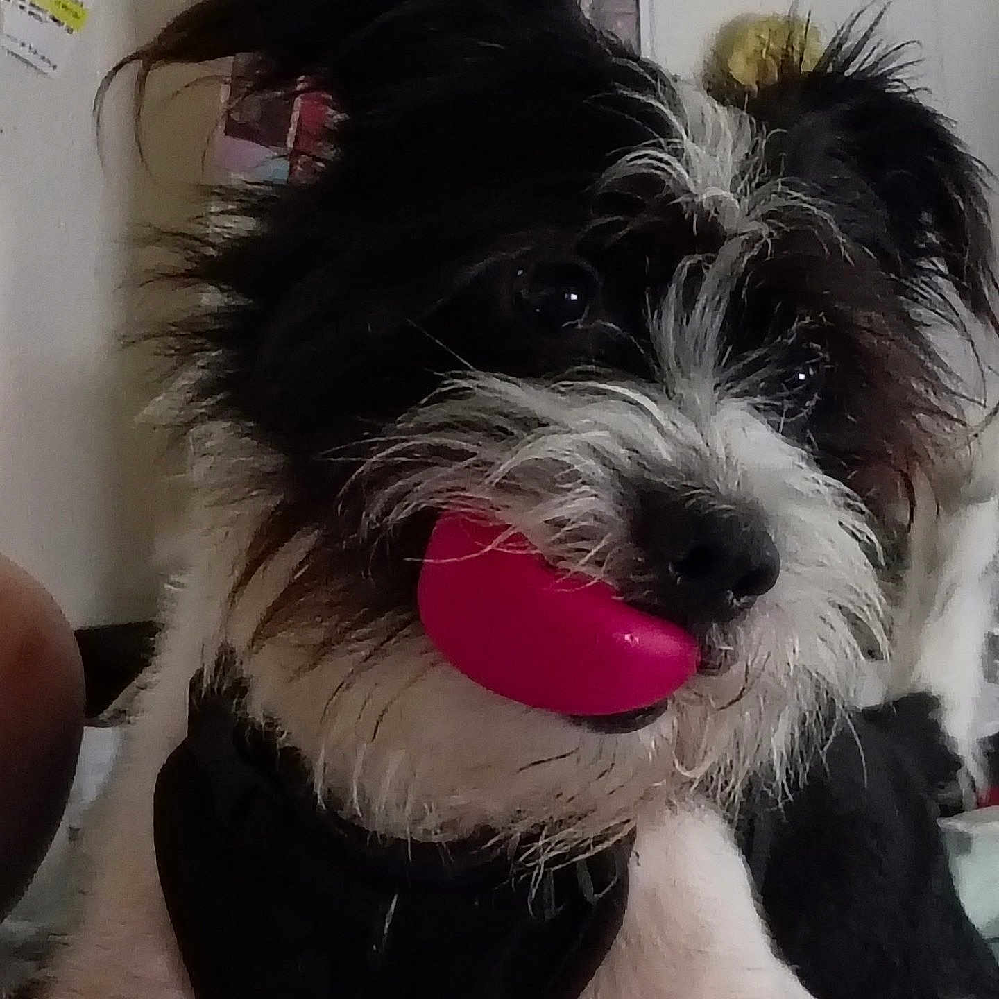 Bandit