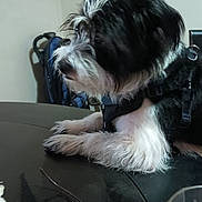 Bandit joined the competition — help win amazing prizes! animal, black_and_white, companion, cozy, curious, dog, domestic, fur, glass_cup, glasses, household, indoor, looking_away, pet, quiet, resting, seated, side_view, small_dog, table