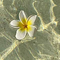 Armony R.