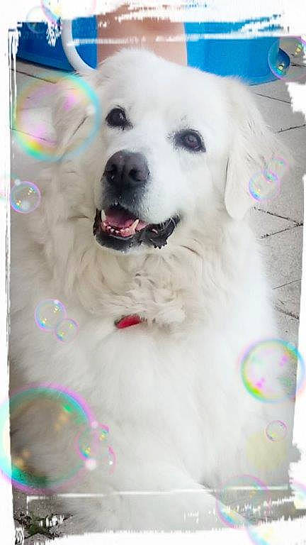 Elfy participe au concours pour gagner de l'argent avec cette photo : canidae, carnivore, companion_dog, dog, dog_breed, golden_retriever, great_pyrenees, kuvasz, mammal, maremma_sheepdog, puppy, rare_breed_dog, slovak_cuvac, sporting_group, vertebrate