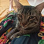 Zébulon a rejoint le concours — aidez-le/la à gagner de superbes lots ! cat, tabby_cat, animal, pet, indoor, relaxed, floral_pattern, colorful, fabric, legs, barefoot, yellow_background, resting, close_up, whiskers, ears, feline, domestic_cat, comfort, home