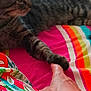 cat, tabby_cat, paw, human_hand, bed, blanket, striped_blanket, floral_fabric, colorful, indoor, pet, touching, resting, feline, comfort, closeup, animal, friendship, cozy, soft