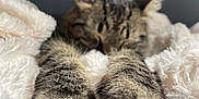 Romeo is registered to the contest to win money with this photo: cat, tabby, paws, sleeping, fluffy_blanket, cozy, fur, whiskers, indoor, resting, pet, animal, closeup, soft_focus, cute, relaxing, feline, warm, comfort, nap
