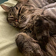 Romeo is registered to the contest to win money with this photo: cat, tabby, sleeping, paws, bed, blanket, striped_blanket, fur, whiskers, closeup, indoors, cozy, relaxed, pet, animal, cute, feline, resting, soft, nap