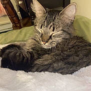 Romeo joined the competition — help win amazing prizes! cat, tabby, sleeping, fur, pet, animal, indoor, cozy, blanket, resting, cute, feline, whiskers, ears, comfort, household, closeup, relaxation, nap, domestic