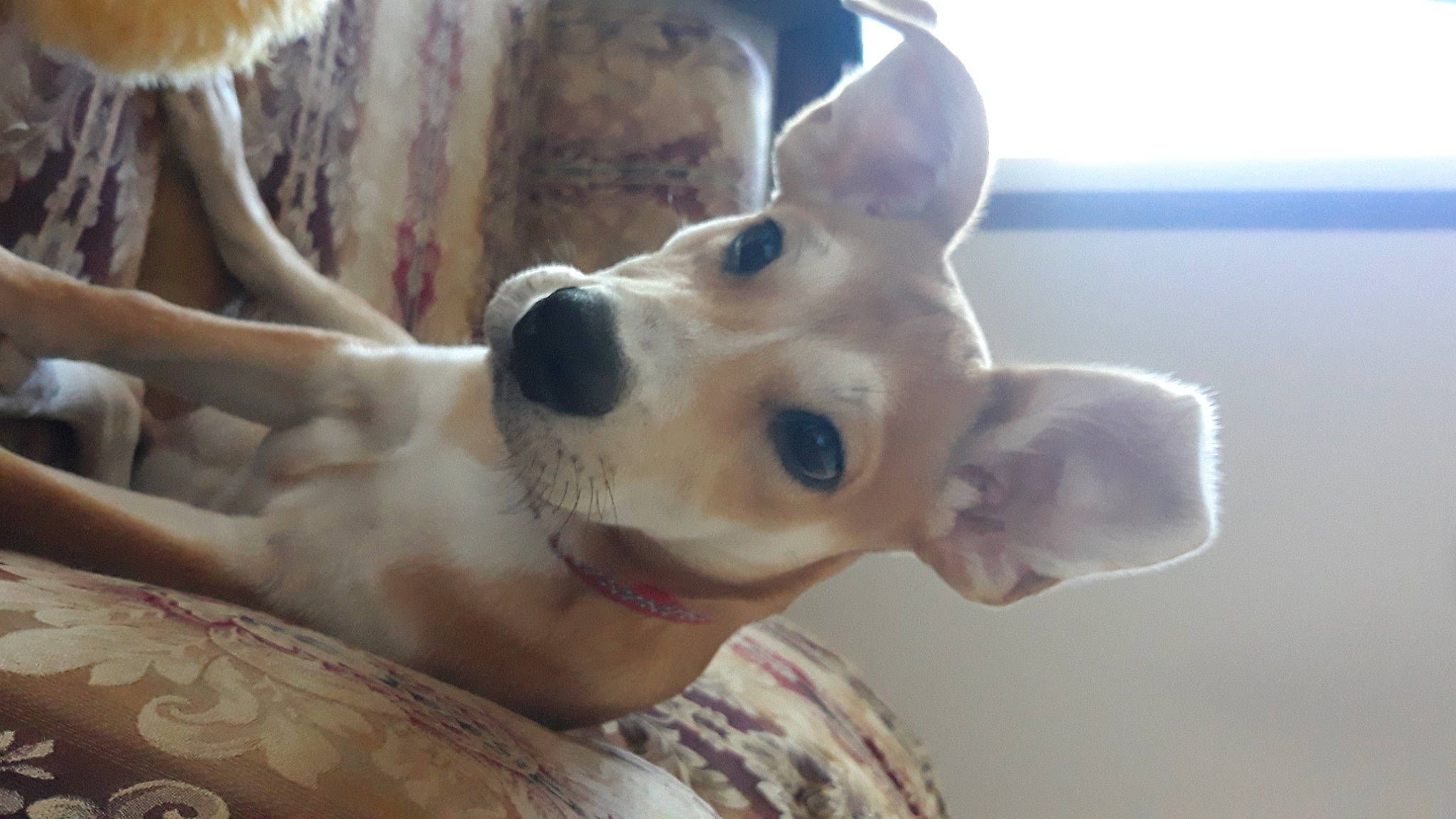 Shogun joined the competition — help win amazing prizes! ancient_dog_breeds, canidae, carnivore, collar, companion_dog, dog, dog_breed, dog_collar, dog_supply, ear, fawn, fur, head, non_sporting_group, snout, sporting_group, terrestrial_animal, whiskers, window, working_animal