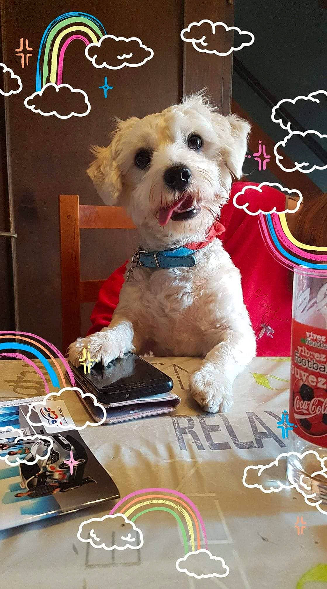 Oscar a rejoint le concours — aidez-le/la à gagner de superbes lots ! canidae, carnivore, companion_dog, dog, dog_breed, dog_collar, maltese, morkie, non_sporting_group, puppy, puppy_love, rare_breed_dog, toy_dog, west_highland_white_terrier