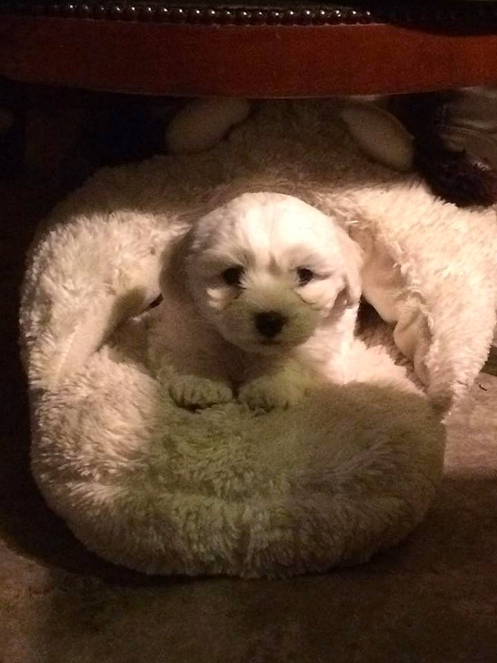 Oscar participe au concours pour gagner de l'argent avec cette photo : bichon, bolognese, canidae, carnivore, cavachon, companion_dog, dog, dog_breed, havanese, maltepoo, maltese, mammal, poodle, puppy, puppy_love, schnoodle, shih_tzu, toy_dog, toy_poodle, vertebrate