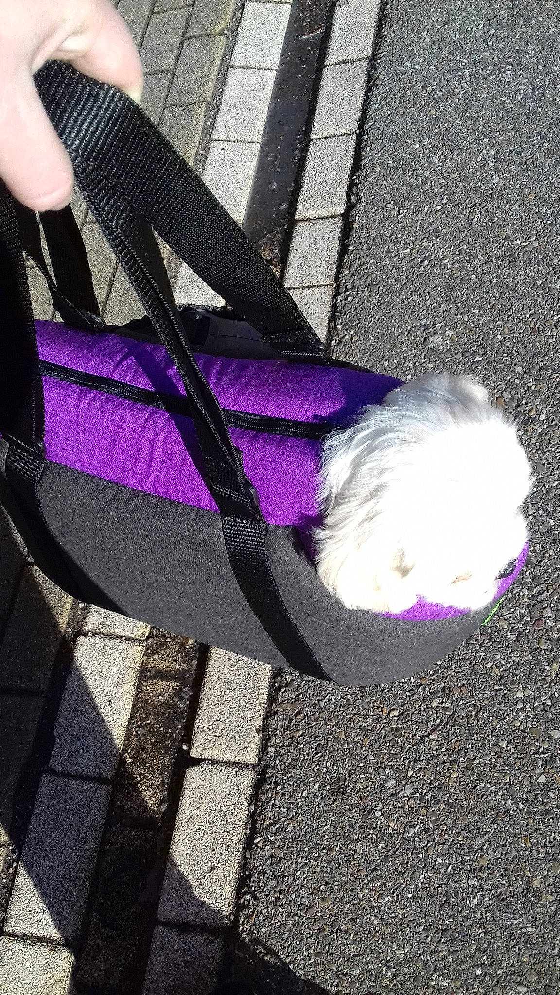 Oscar a rejoint le concours — aidez-le/la à gagner de superbes lots ! asphalt, leg, pink, purple, road_surface, shadow, sidewalk, tree, violet