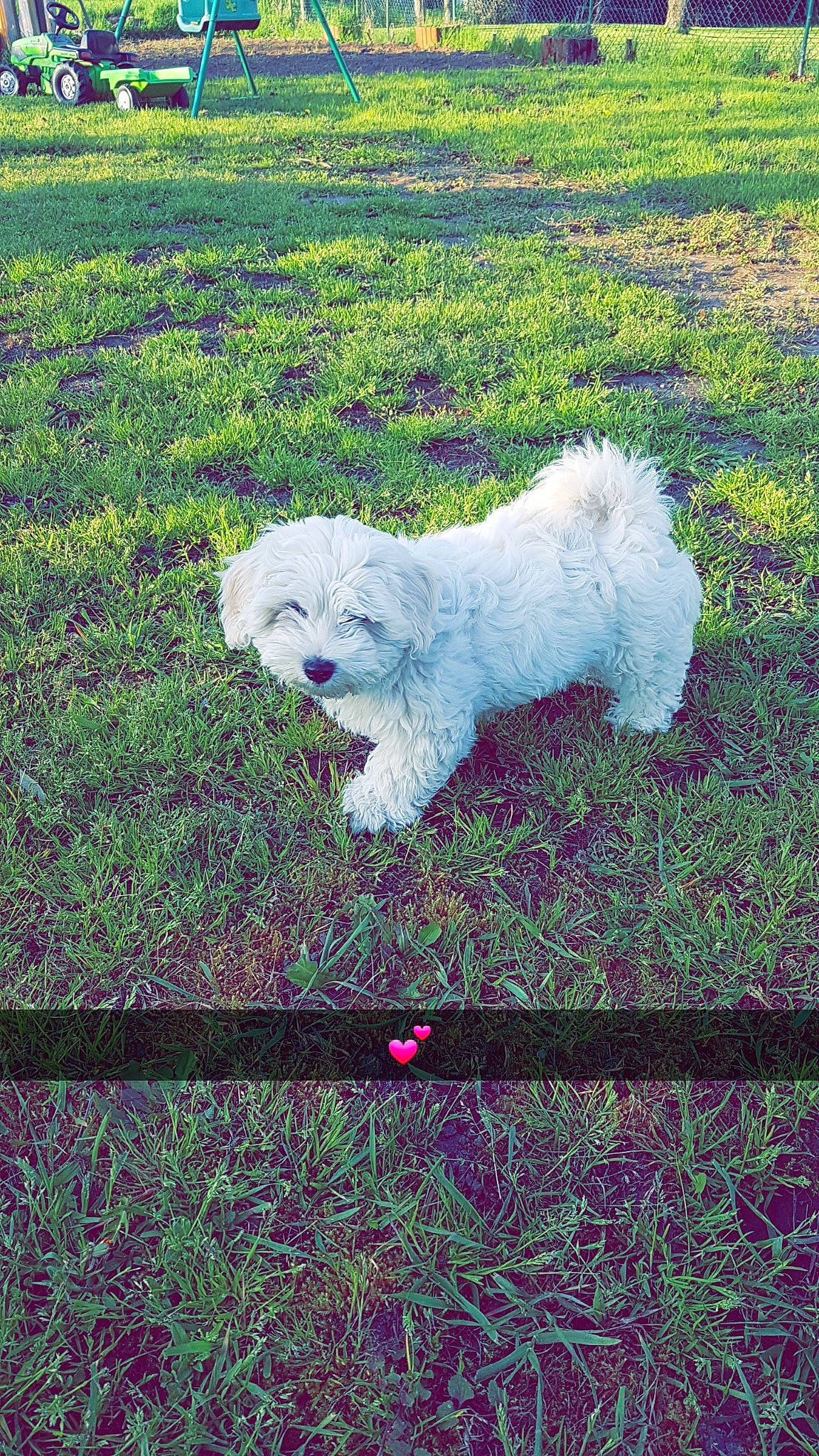 Oscar a rejoint le concours — aidez-le/la à gagner de superbes lots ! bichon, bichon_frise, bolognese, canidae, carnivore, companion_dog, coton_de_tulear, dog, dog_breed, grass, havanese, maltepoo, maltese, mammal, puppy, rare_breed_dog, sky, toy_dog, vertebrate, west_highland_white_terrier