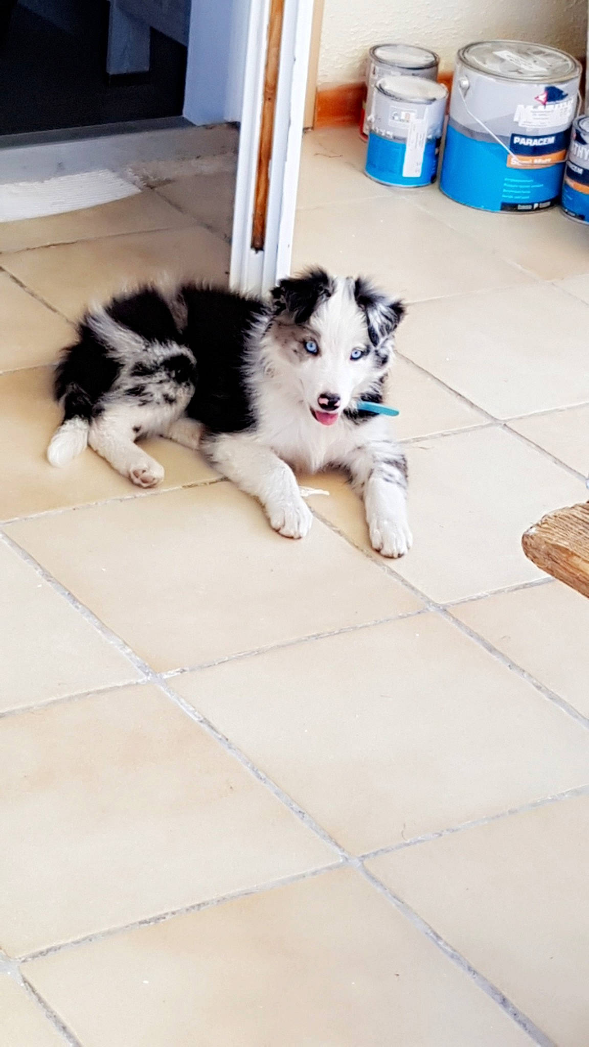 Ohanna participe au concours pour gagner de l'argent avec cette photo : australian_shepherd, border_collie, canidae, carnivore, companion_dog, dog, dog_breed, floor, herding_dog, mammal, miniature_australian_shepherd, puppy, siberian_husky, thai_bangkaew_dog, vertebrate, working_dog