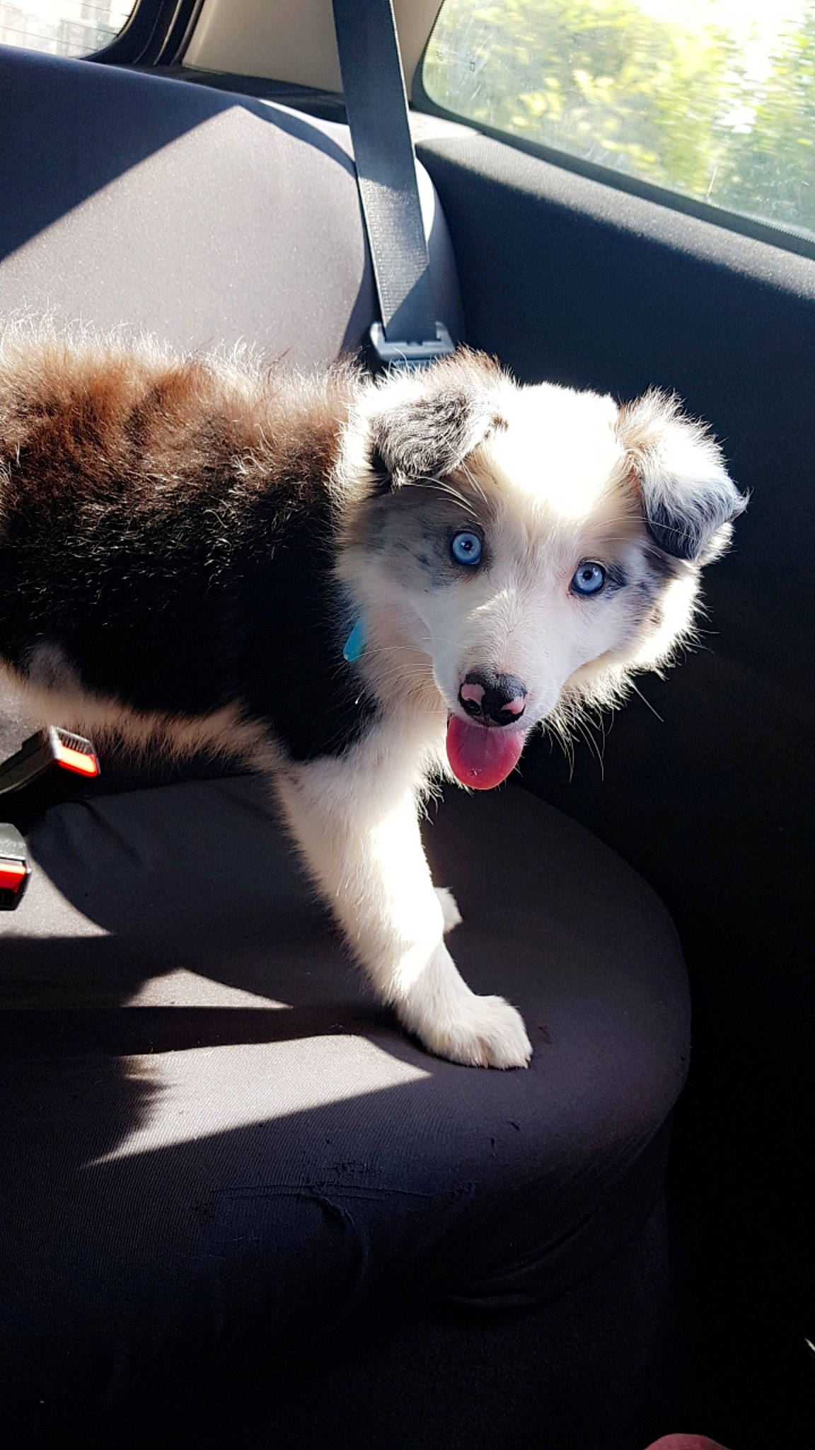 Ohanna participe au concours pour gagner de l'argent avec cette photo : australian_shepherd, border_collie, canidae, carnivore, companion_dog, dog, dog_breed, mammal, miniature_australian_shepherd, nose, puppy, rare_breed_dog, siberian_husky, sky, snout, sporting_group, vertebrate, working_dog