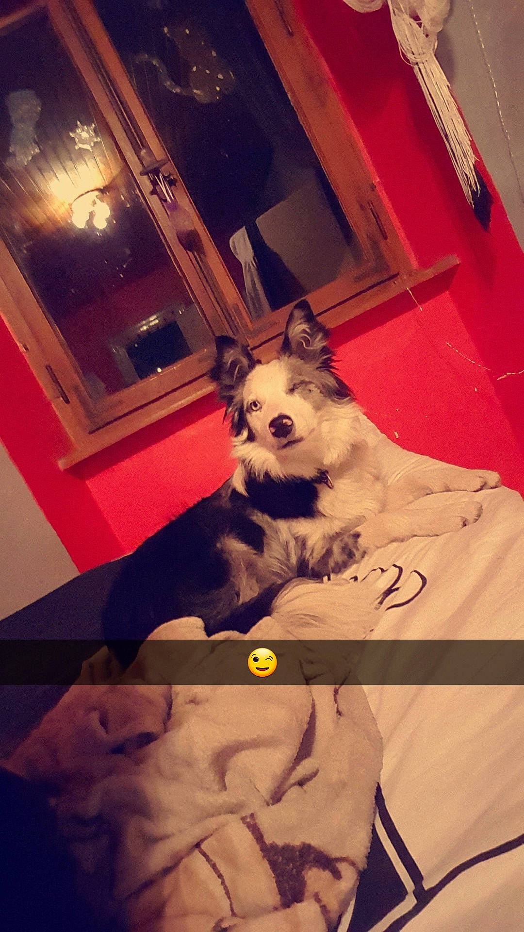 Ohanna a rejoint le concours — aidez-le/la à gagner de superbes lots ! canidae, cat, photography, room