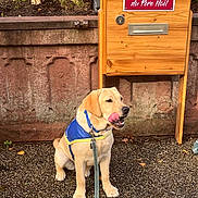 Ully a rejoint le concours — aidez-le/la à gagner de superbes lots ! blue_harness, christmas, cute, daylight, dog, door, garden, golden_retriever, holiday, leash, letterbox, licking_nose, mailbox, outdoor, pet, portrait, santa, sitting, stone_wall, wood
