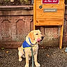 blue_harness, christmas, cute, daylight, dog, door, garden, golden_retriever, holiday, leash, letterbox, licking_nose, mailbox, outdoor, pet, portrait, santa, sitting, stone_wall, wood