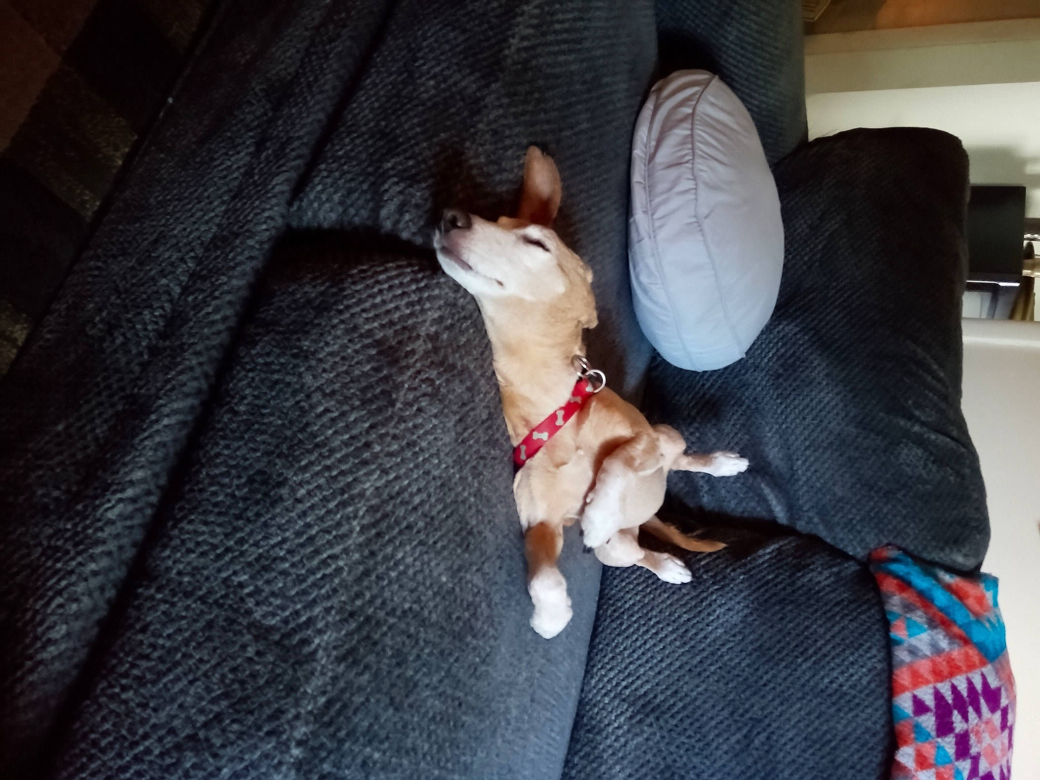 Scooter joined the competition — help win amazing prizes! carnivore, chihuahua, collar, comfort, companion_dog, dog, dog_breed, dog_collar, dog_supply, fawn, felidae, paw, plaid, small_to_medium_sized_cats, snout, tail, tartan, toy_dog, whiskers, working_animal