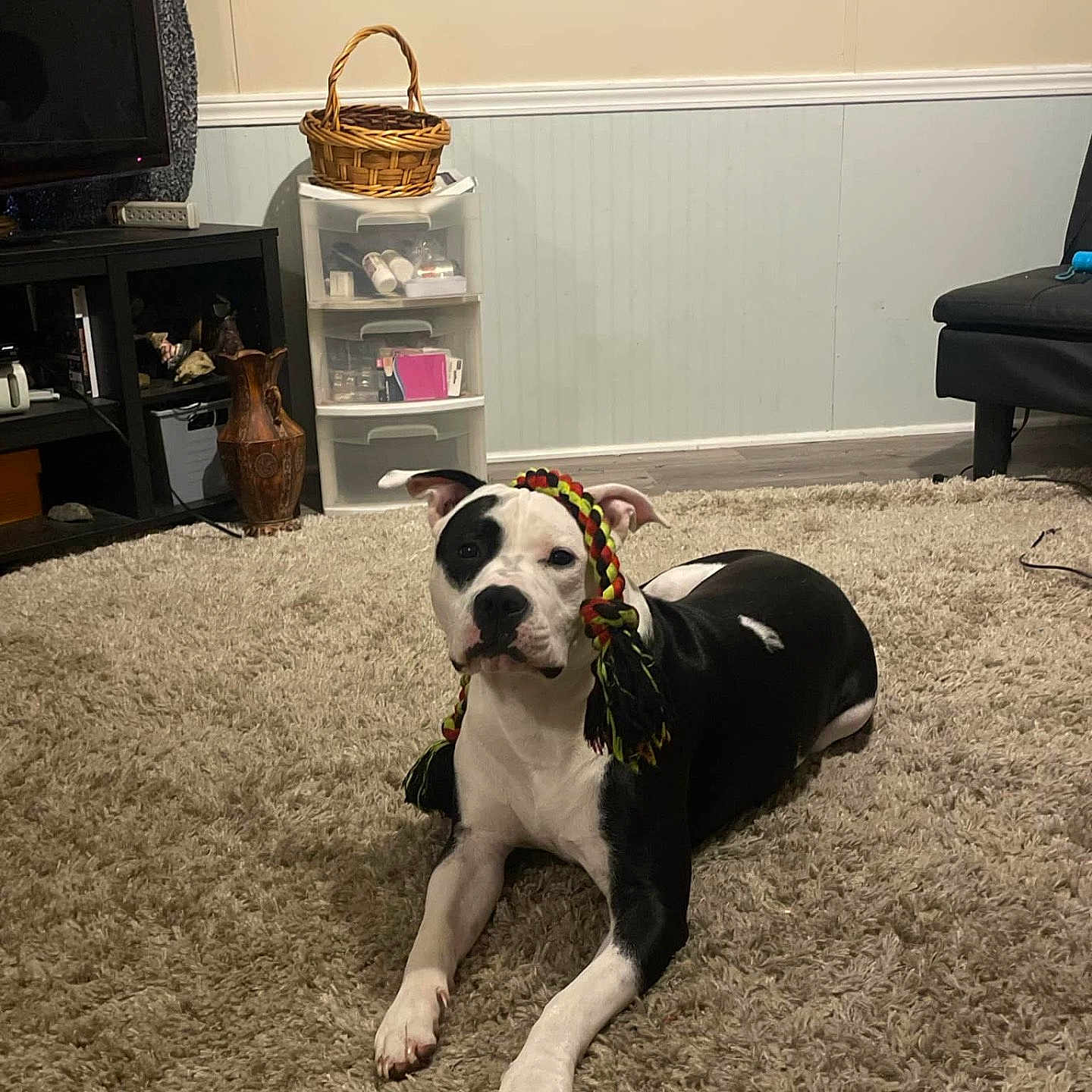 Loki joined the competition — help win amazing prizes! animal, architecture, ball, basket, building, canine, computerhardware, dog, electronics, furniture, hardware, indoors, interiordesign, livingroom, monitor, pet, puppy, room, screen, sport