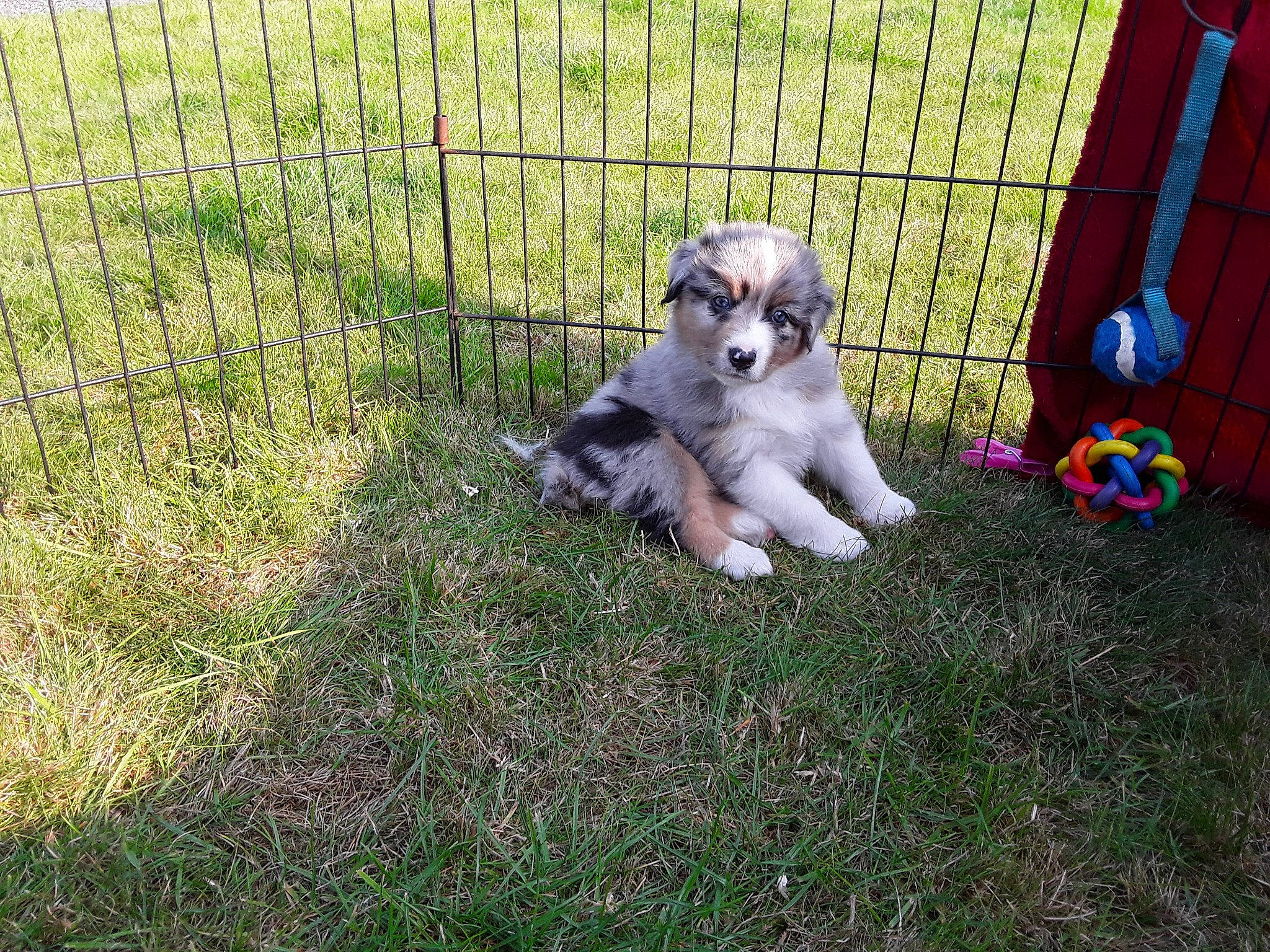 Ruby participe au concours pour gagner de l'argent avec cette photo : australian_shepherd, canidae, carnivore, cavachon, companion_dog, dog, dog_breed, grass, mammal, miniature_australian_shepherd, morkie, puppy, rare_breed_dog, shih_tzu, siberian_husky, sporting_group, vertebrate