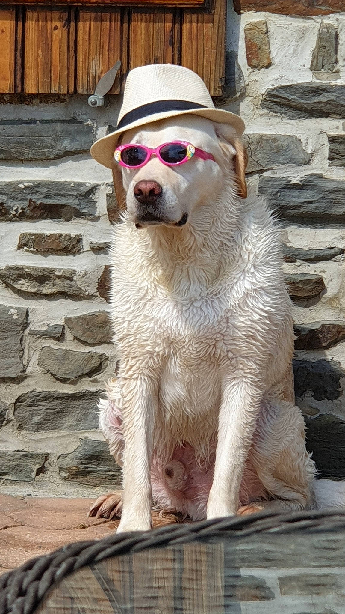 Hasko participe au concours pour gagner de l'argent avec cette photo : ancient_dog_breeds, canidae, carnivore, central_asian_shepherd_dog, companion_dog, dog, dog_breed, fawn, livestock_guardian_dog, mammal, rare_breed_dog, snout, sporting_group, vertebrate