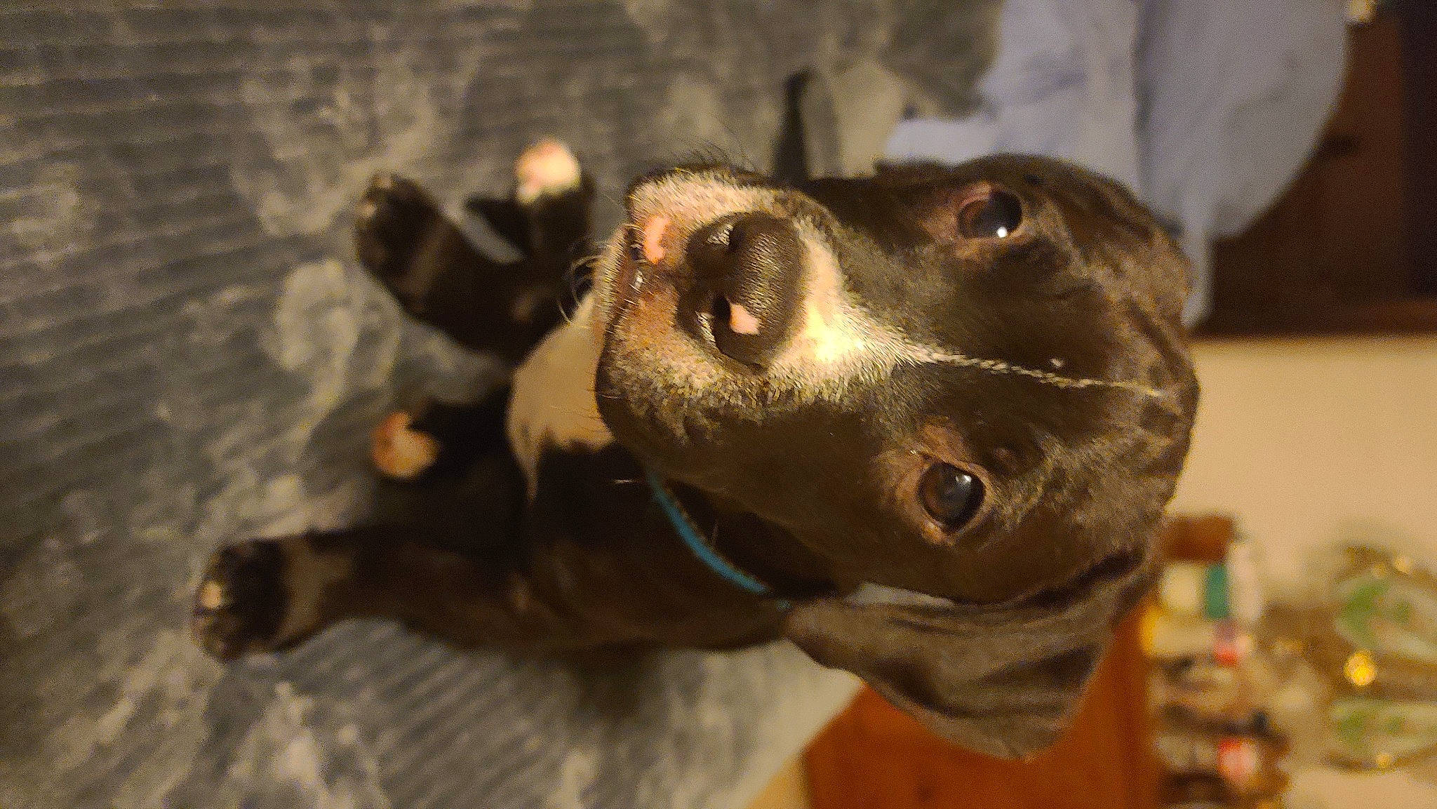 Tucker is registered to the contest to win money with this photo: american_pit_bull_terrier, american_staffordshire_terrier, canidae, carnivore, dog, dog_breed, jaw, non_sporting_group, nose, pit_bull, snout, sporting_group, staffordshire_bull_terrier