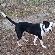 Krypto is registered to the contest to win money with this photo: dog, black_and_white, collar, outdoor, grass, earth, pet, canine, animal, standing, alert, curious, nature, fur, ears, tail, ground, daylight, playful, friendly