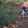 dog, black_and_white, outdoor, grass, bush, sunlight, nature, pet, walking, canine, leaf_litter, ground, collar, daylight, animal, small_dog, exploring, shadow, earth, vegetation
