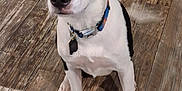 Krypto is registered to the contest to win money with this photo: dog, black_and_white, collar, pet, indoor, wooden_floor, sitting, animal, canine, paw, fur, domestic_animal, looking_away, tag, flooring, one_dog, young_dog, alert, cute, companion