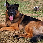 Cerberus joined the competition — help win amazing prizes! german_shepherd, dog, animal, outdoor, grass, tongue_out, relaxed, pet, canine, laying_down, brown_fur, black_fur, ears_up, happy, nature, summer, sunlight, domestic_animal, mammal, friendly