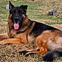 german_shepherd, dog, animal, outdoor, grass, tongue_out, relaxed, pet, canine, laying_down, brown_fur, black_fur, ears_up, happy, nature, summer, sunlight, domestic_animal, mammal, friendly