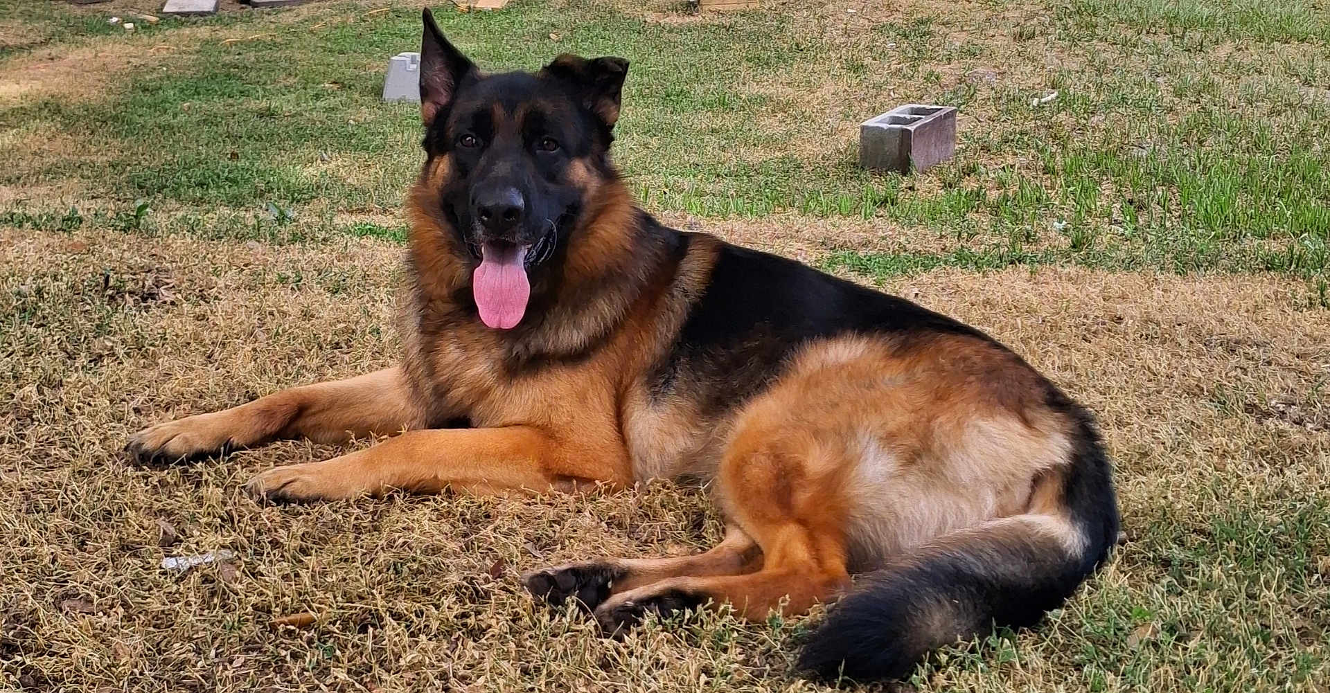 Cerberus joined the competition — help win amazing prizes! german_shepherd, dog, animal, outdoor, grass, tongue_out, relaxed, pet, canine, laying_down, brown_fur, black_fur, ears_up, happy, nature, summer, sunlight, domestic_animal, mammal, friendly