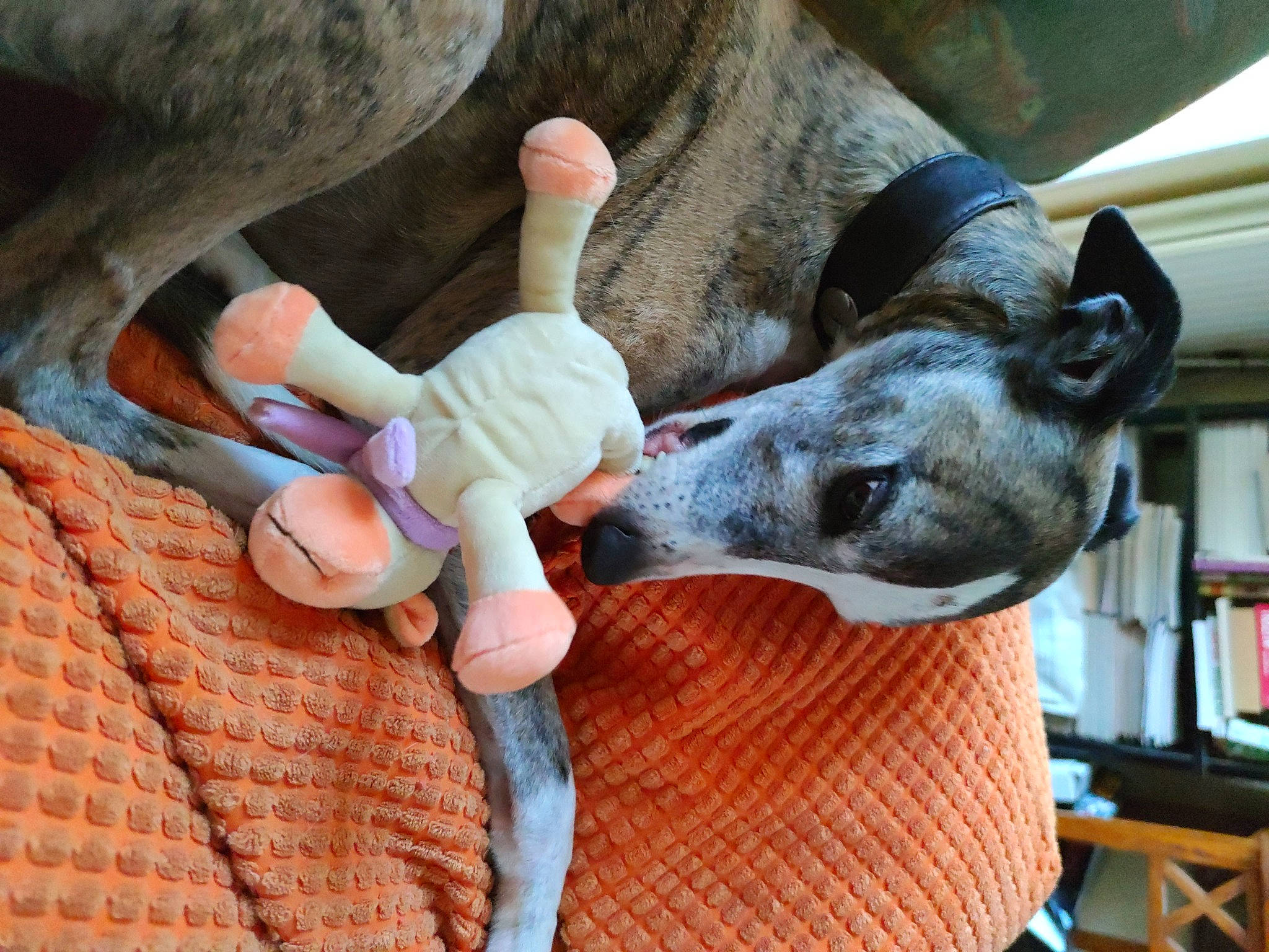 Fasty a rejoint le concours — aidez-le/la à gagner de superbes lots ! bookcase, canidae, dog_breed, doll, fawn, guard_dog, leisure, pack_animal, plush, shelf, smile, snout, sporting_group, stuffed_toy, toy, wood, working_animal