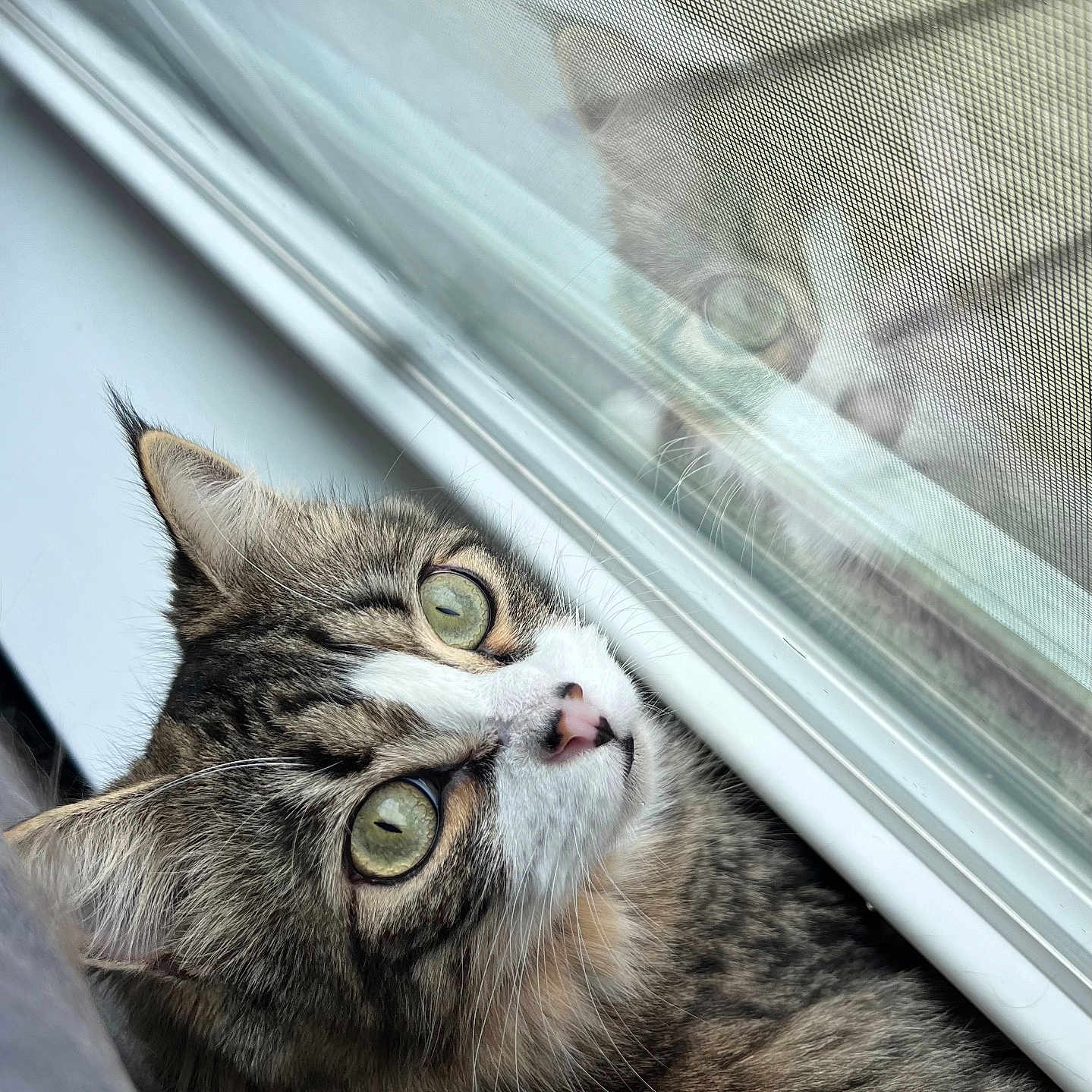 Cecilia joined the competition — help win amazing prizes! abyssinian, angora, animal, cat, door, egyptiancat, face, head, kitten, manx, person, pet, photography, portrait, sleeping, window, windowsill