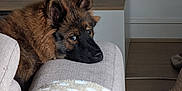 Ahsoka a rejoint le concours — aidez-le/la à gagner de superbes lots ! dog, puppy, german_shepherd, couch, indoor, pet, fur, animal, resting, brown_fur, ears, blanket, remote_control, mitten, floor, wooden_floor, home, cozy, furniture, living_room