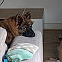 dog, puppy, german_shepherd, couch, indoor, pet, fur, animal, resting, brown_fur, ears, blanket, remote_control, mitten, floor, wooden_floor, home, cozy, furniture, living_room